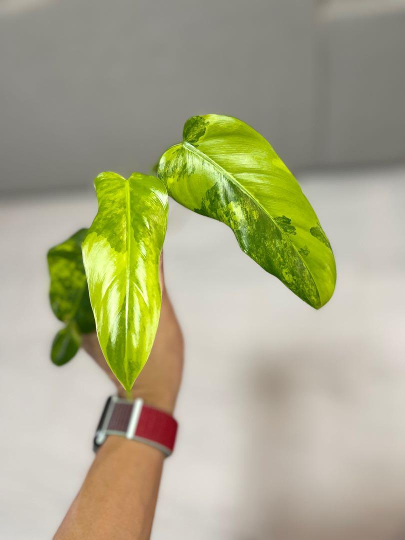 Top Cutting-Philodendron Domesticum Variegated, Furniture & Home 