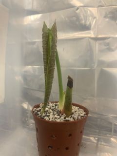 (Category: ) located in . Submitted by verde_botanical (Listing ID 1111129173, Image 1). Description: .