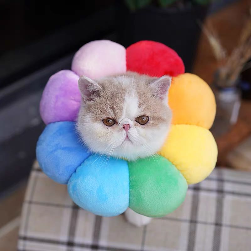 Flower best sale cat collar