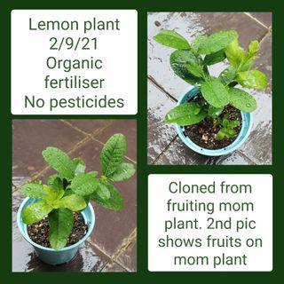 Lemon plant cutting (edible fruit, organic fertiliser, no pesticide)