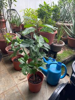 (Category: ) located in . Submitted by gardenertang (Listing ID 1111092442, Image 1). Description: .
