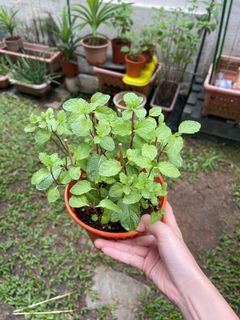 (Category: ) located in . Submitted by gardenertang (Listing ID 1111093471, Image 1). Description: .