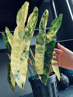 (Category: ) located in . Submitted by pompipiplants (Listing ID 1111129088, Image 1). Description: .