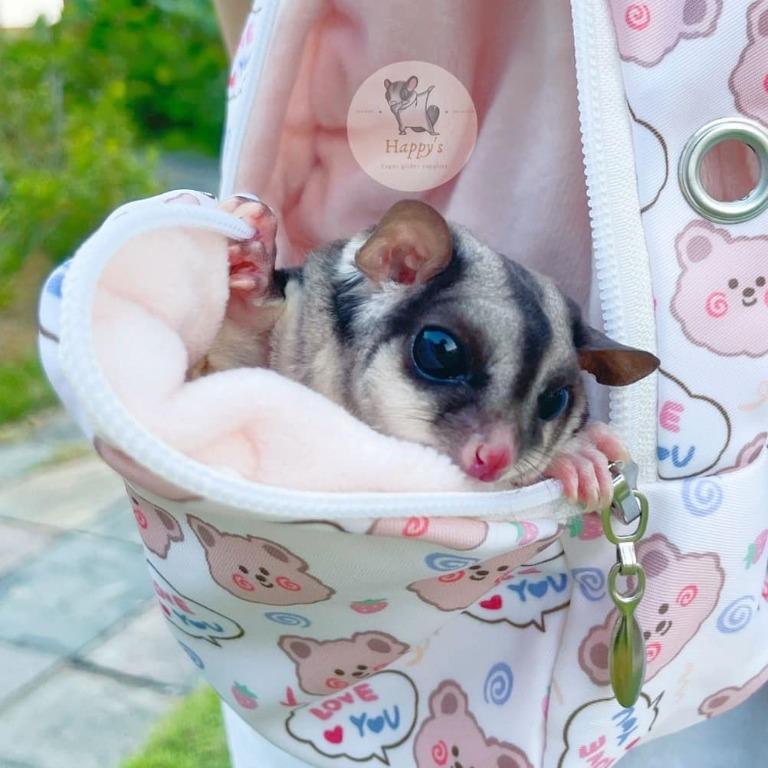 Sugar glider deals travel bag