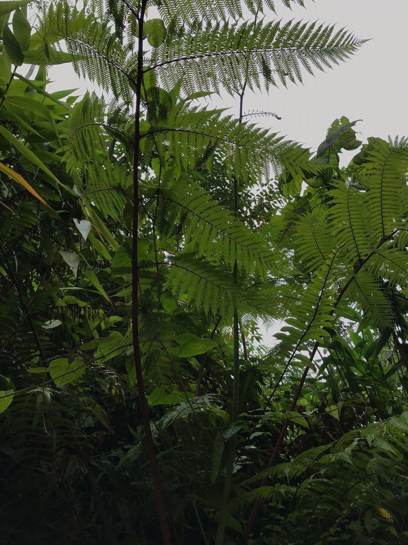 Tree fern / Alsophila latebrosa /Cyathea latebrosa /paku gajah