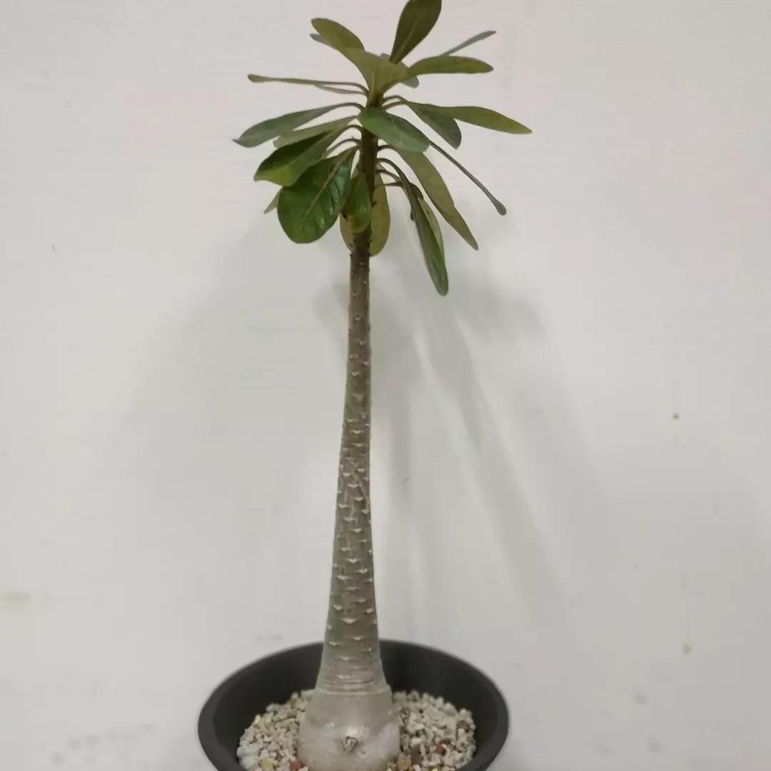 索科特拉沙漠玫瑰巨大沙漠玫瑰塊根多肉開花植物adenium Socotranum Caudex Succulent Flowering Tropical Plant 傢俬 家居 園藝 植物及種子 Carousell
