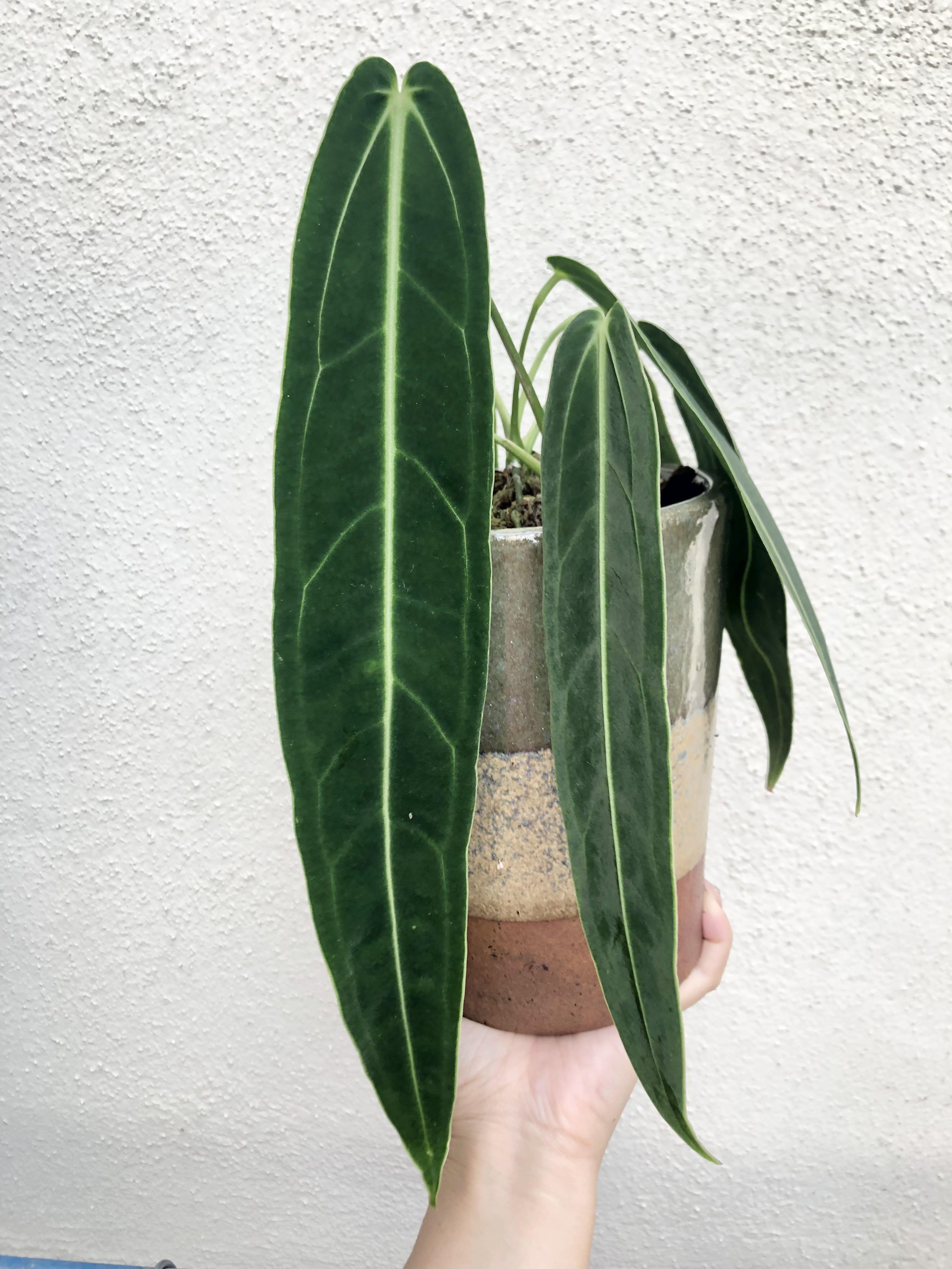 Anthurium Warocqueanum/Queen Narrow Dark Form