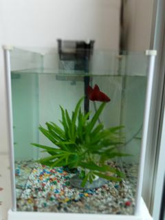 (Category: ) located in . Submitted by auntydorislim (Listing ID 1114809572, Image 1). Description: .
