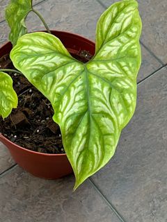 (Category: ) located in . Submitted by plantologist07 (Listing ID 1114853431, Image 1). Description: .