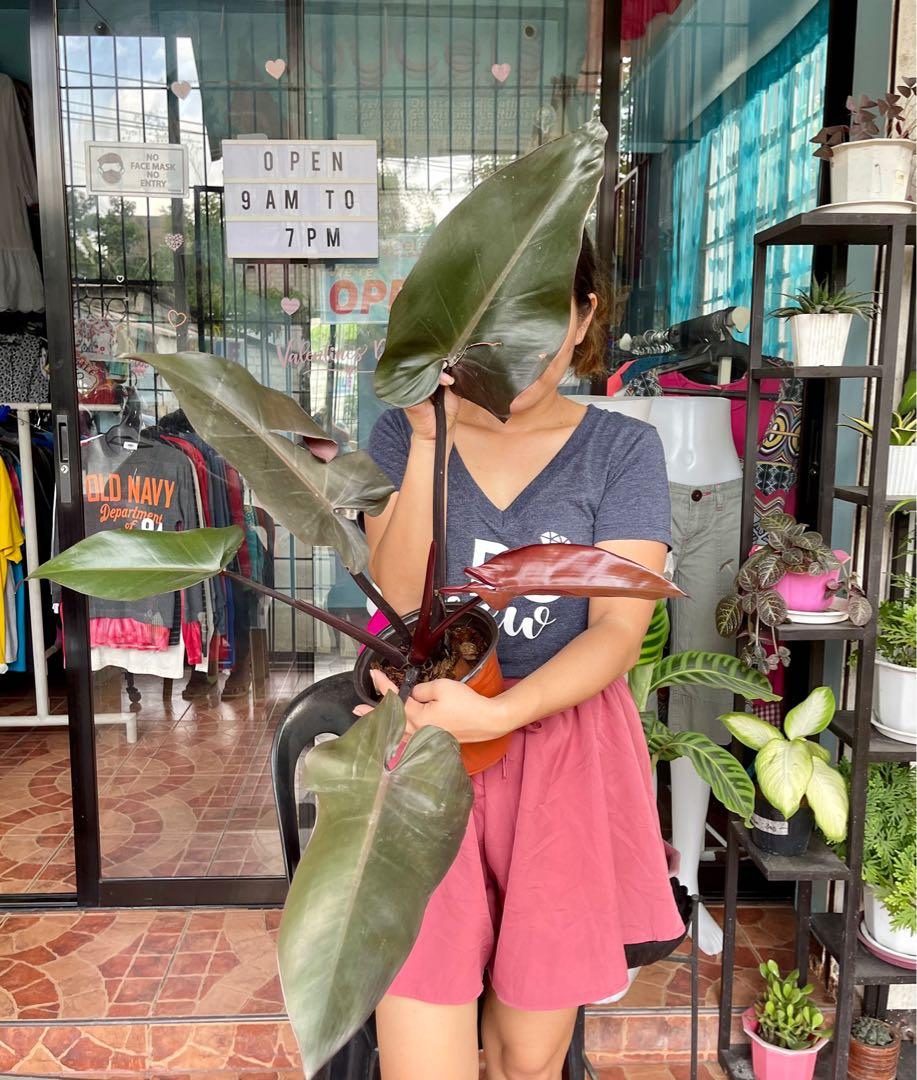 Black knight philodendron, Furniture & Home Living, Gardening, Plants &  Seeds on Carousell