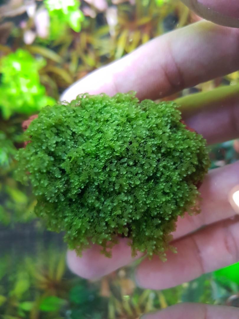 Bucephalandra Moss Rare Pet Supplies Homes Other Pet Accessories On Carousell