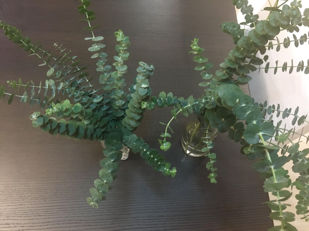 Eucalyptus cuttings(No root), Furniture & Home Living, Gardening