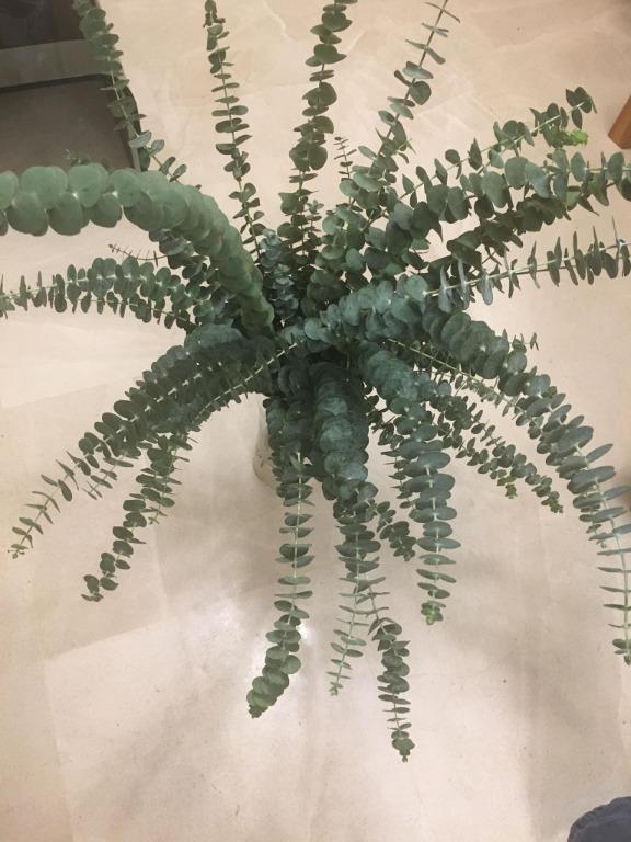 Eucalyptus cuttings(No root), Furniture & Home Living, Gardening