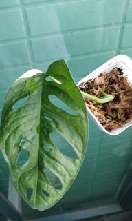 （分類：）位於 。 由 tomtomleung 提交（商品編號 1115025812，圖片 1）。簡介： 。