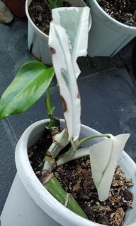 （分類：）位於 。 由 tomtomleung 提交（商品編號 1115024668，圖片 1）。簡介： 。