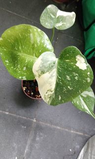（分類：）位於 。 由 tomtomleung 提交（商品編號 1115026484，圖片 1）。簡介： 。