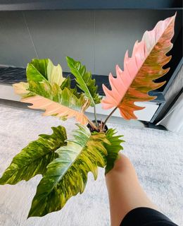 (Category: ) located in . Submitted by pompipiplants (Listing ID 1114957919, Image 1). Description: .