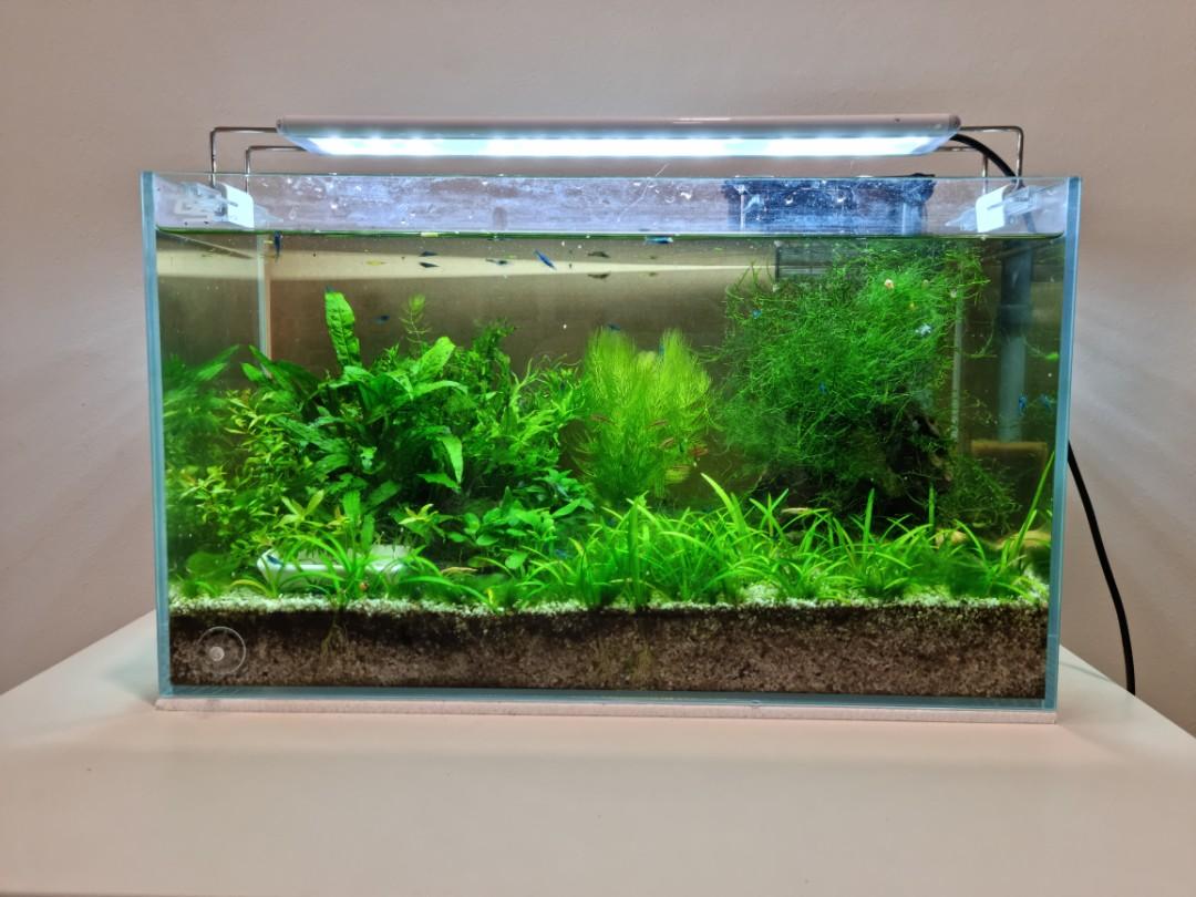 Shrimp Breeding Tank complete set, Pet Supplies, Homes & Other Pet