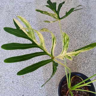 (Category: ) located in . Submitted by pnp_plantae (Listing ID 1114999067, Image 1). Description: .