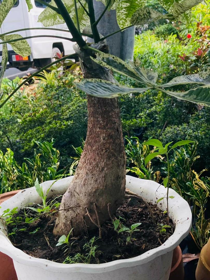 Variegated money tree plants (Category: Plants & Seeds) located in Paranaque City. Submitted by venus_garden (Listing ID 1114951085, Image 2). Description: Good morning Good afternoon Good evening sir/maam please support my online business❤ Address: Moonwalk C5 paranaque access road Lalamove Delivery Gcash/COD Contact no: 09153634057 Viber: 09153634057 Facebook acc: Princess Coral/venus garden Ig: titay_coral On hand plants❗️❗️.