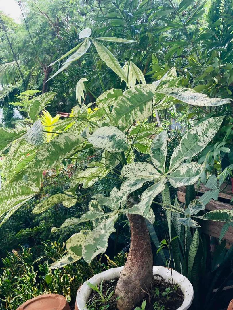 Variegated money tree plants (Category: Plants & Seeds) located in Paranaque City. Submitted by venus_garden (Listing ID 1114951085, Image 1). Description: Good morning Good afternoon Good evening sir/maam please support my online business❤ Address: Moonwalk C5 paranaque access road Lalamove Delivery Gcash/COD Contact no: 09153634057 Viber: 09153634057 Facebook acc: Princess Coral/venus garden Ig: titay_coral On hand plants❗️❗️.