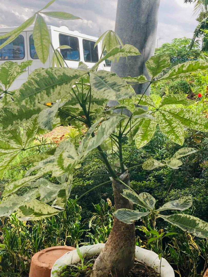 Variegated money tree plants (Category: Plants & Seeds) located in Paranaque City. Submitted by venus_garden (Listing ID 1114951085, Image 3). Description: Good morning Good afternoon Good evening sir/maam please support my online business❤ Address: Moonwalk C5 paranaque access road Lalamove Delivery Gcash/COD Contact no: 09153634057 Viber: 09153634057 Facebook acc: Princess Coral/venus garden Ig: titay_coral On hand plants❗️❗️.