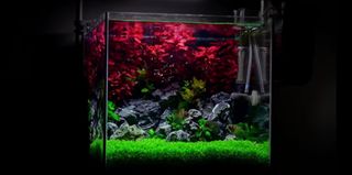 (Category: ) located in . Submitted by wanderer101 (Listing ID 1106583757, Image 1). Description: .