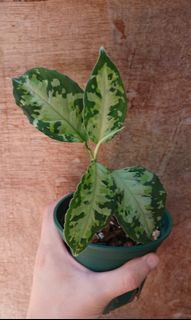 （分類：）位於 。 由 dimholei 提交（商品編號 1115165891，圖片 1）。簡介： 。