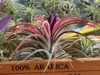 (Category: ) located in . Submitted by growforlife (Listing ID 1114962115, Image 1). Description: .