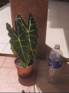 (Category: ) located in . Submitted by leafnplant (Listing ID 1115221009, Image 1). Description: .