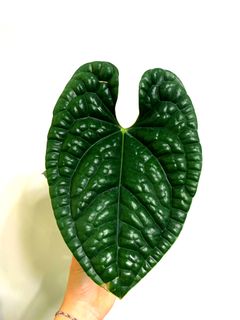(Category: ) located in . Submitted by exotic_plants_hunter (Listing ID 1115237712, Image 1). Description: .