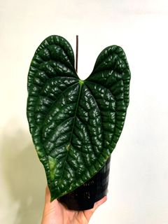 (Category: ) located in . Submitted by exotic_plants_hunter (Listing ID 1115238043, Image 1). Description: .