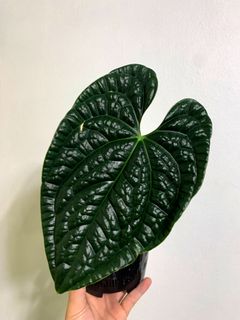 (Category: ) located in . Submitted by exotic_plants_hunter (Listing ID 1115238488, Image 1). Description: .