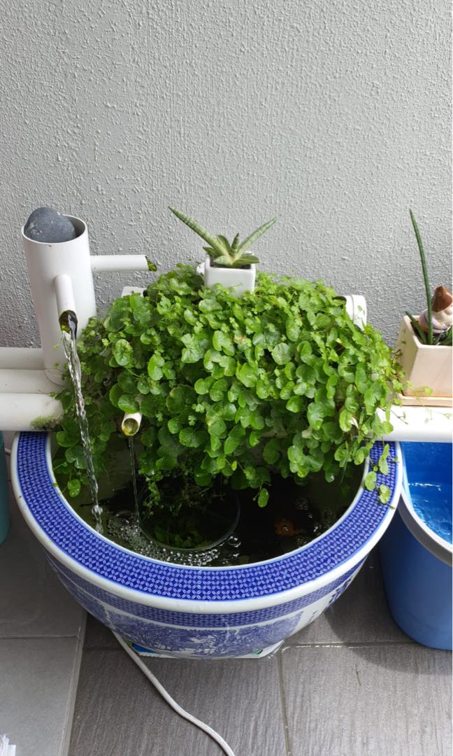 Blooming semi aquatic plants for water tank lovers., Furniture & Home