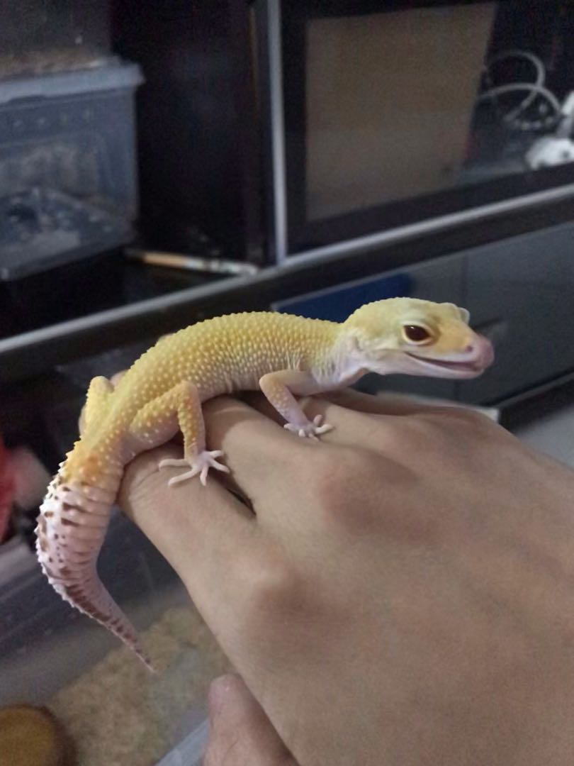 leopard gecko leash petsmart