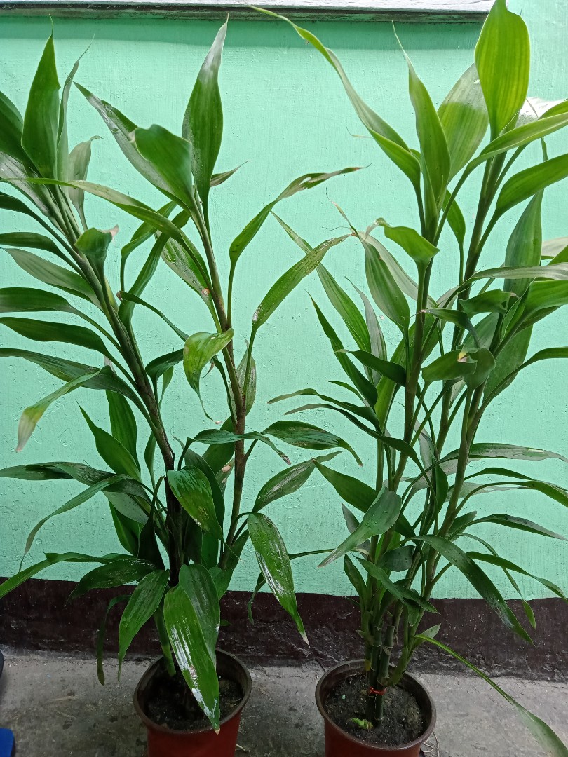 Lucky Chinese Bamboo Plant, Furniture & Home Living, Gardening, Plants