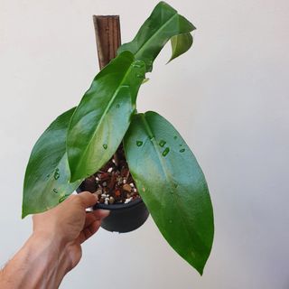 (Category: ) located in . Submitted by pnp_plantae (Listing ID 1115180158, Image 1). Description: .