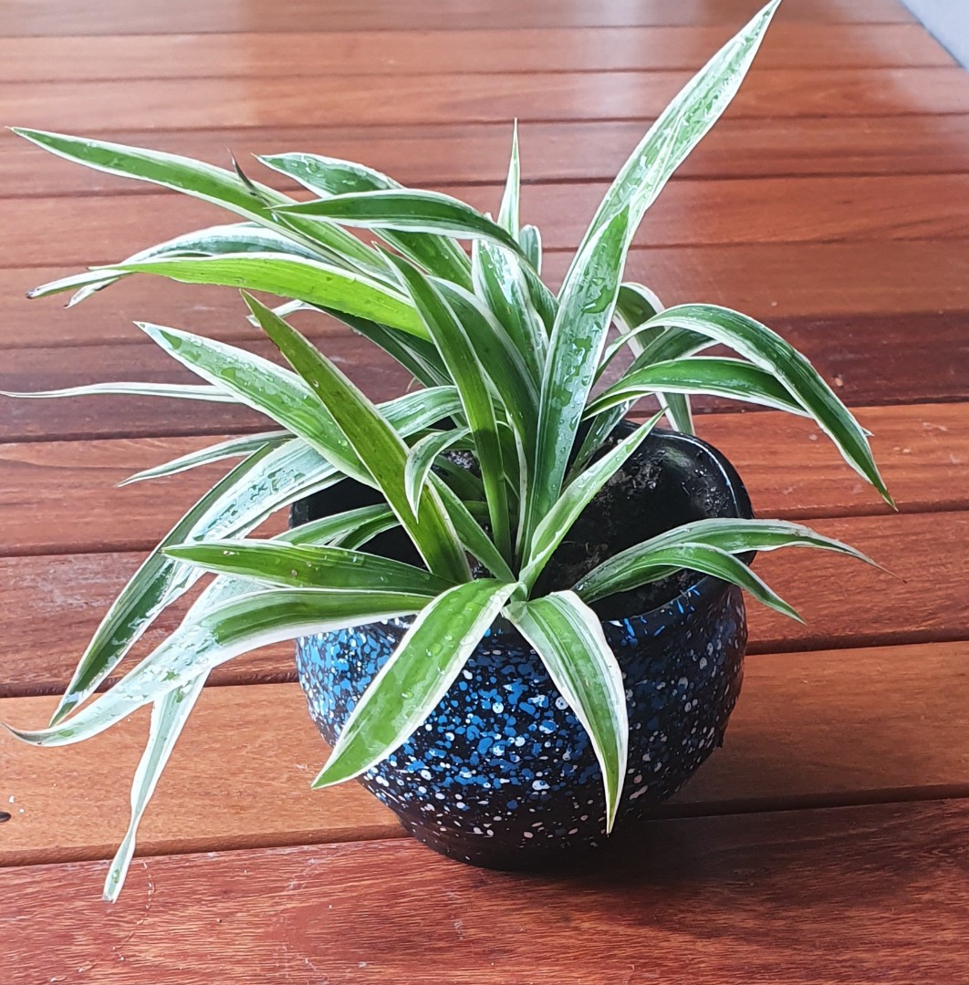 Spider Plant indoor plant, Furniture & Home Living, Gardening, Plants ...
