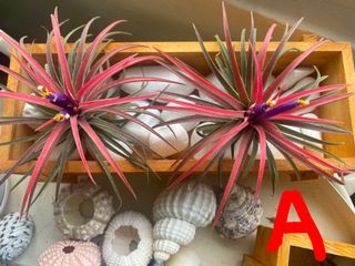 (Category: ) located in . Submitted by growforlife (Listing ID 1114953773, Image 1). Description: .