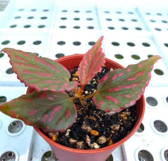 Begonia sp bengohensis (red form), Furniture & Home Living, Gardening,  Plants & Seeds on Carousell