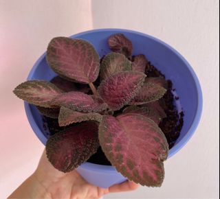 (Category: ) located in . Submitted by miin.plants (Listing ID 1115307191, Image 1). Description: .