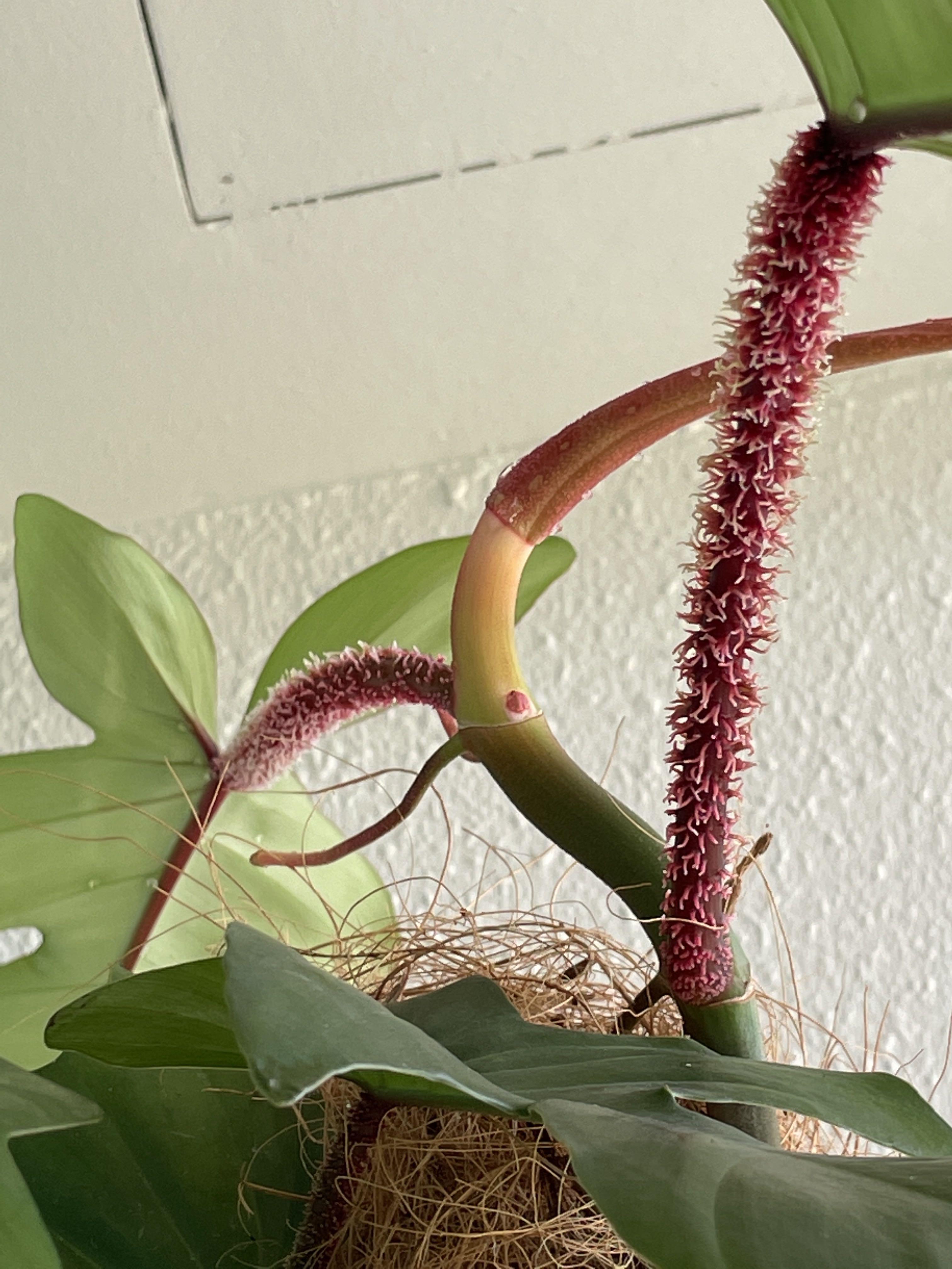 Huge Holland RED Furry Philodendron squamiferum red hairy stem fur with new  white pot new, Furniture & Home Living, Gardening, Plants & Seeds on  Carousell