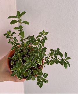 (Category: ) located in . Submitted by miin.plants (Listing ID 1107945657, Image 1). Description: .