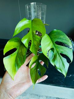 (Category: ) located in . Submitted by pompipiplants (Listing ID 1115363108, Image 1). Description: .