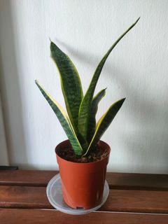Sansevieria Trifasciata Snake Plant Plants Seeds Carousell Singapore
