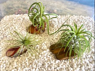 (Category: ) located in . Submitted by growforlife (Listing ID 1115653843, Image 1). Description: .