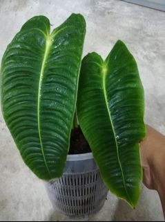（分類：）位於 。 由 ng65523320 提交（商品編號 1115631443，圖片 1）。簡介： 。