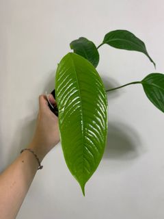 (Category: ) located in . Submitted by exotic_plants_hunter (Listing ID 1115479734, Image 1). Description: .