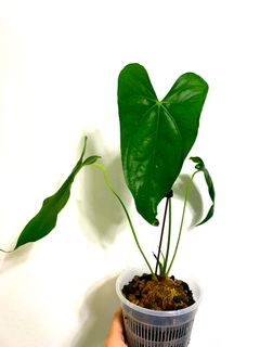 (Category: ) located in . Submitted by exotic_plants_hunter (Listing ID 1115478490, Image 1). Description: .