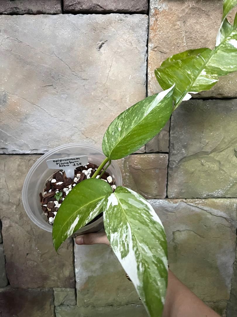 Epipremnum Pinnatum Albo Variegata, Furniture & Home Living, Gardening ...